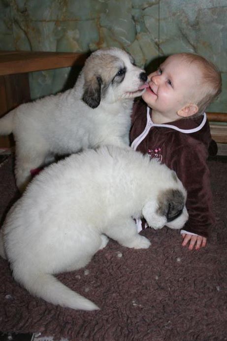 Enya met de 4 weken puppen van het H nest